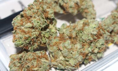 Super Boof Strain: Unpacking Its Potency, Flavor