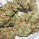 Super Boof Strain: Unpacking Its Potency, Flavor