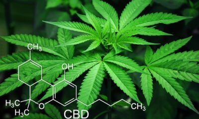 Weed Decriminalized in Wisconsin: What It Means for You
