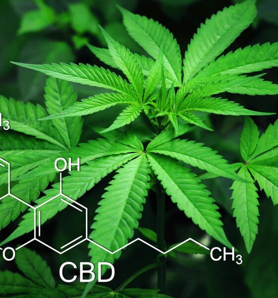 Weed Decriminalized in Wisconsin: What It Means for You