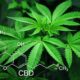 Weed Decriminalized in Wisconsin: What It Means for You