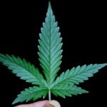 qp weed size