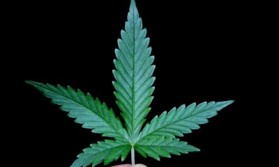 qp weed size