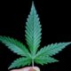 qp weed size