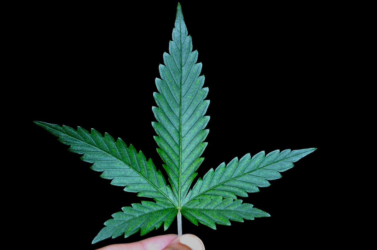 qp weed size
